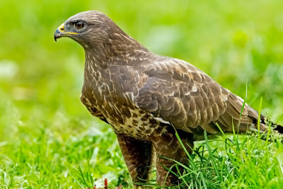 Common Buzzard