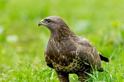 Common Buzzard