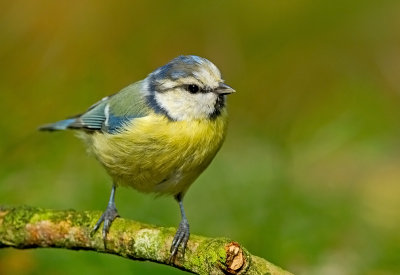 Eurasian Blue Tit