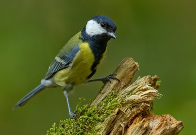 Great Tit