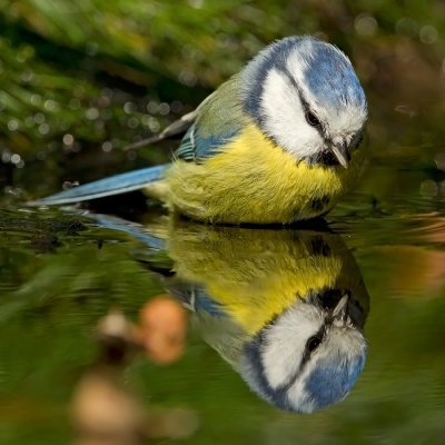 Eurasian Blue Tit