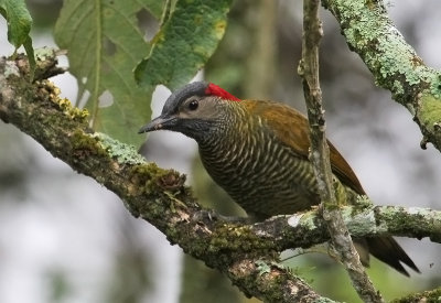 Golden Olive-Woodpecker