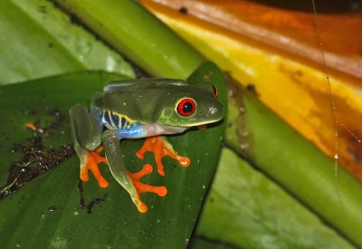 Frog Nicaragua