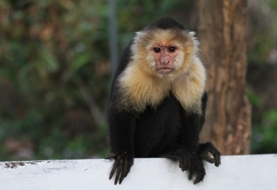 Monkey Nicaragua