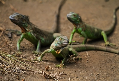 Lizard Nicaragua