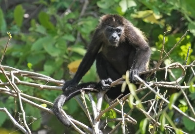 Spider Monkey  Nicaragua
