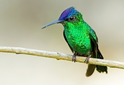Violet-capped Woodnymph