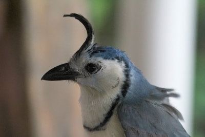 White-troated-Magpie-jay