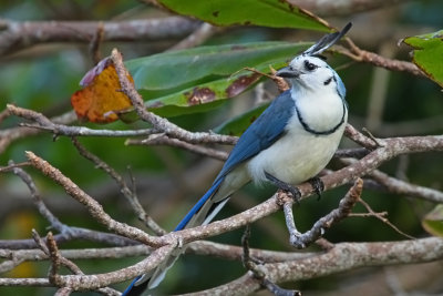 White-troated-Magpie-Jay