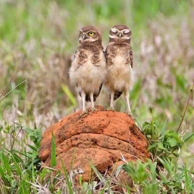 Burrowing Owl (juv)