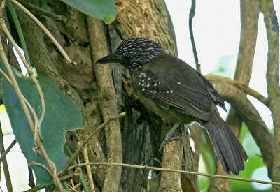 Black-hooded Antbird (fem)