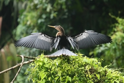 Anhinga