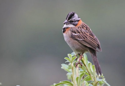 Rufous-collard Sparrow