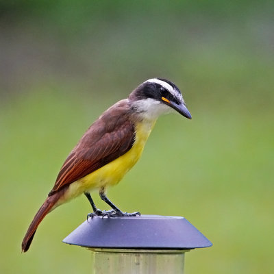 Great Kiskadee