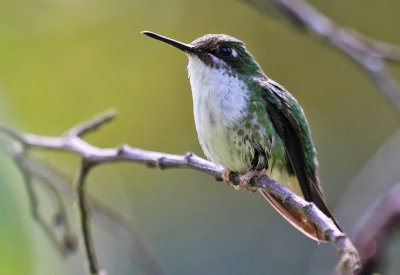 Booted Racket-Tail (fem)