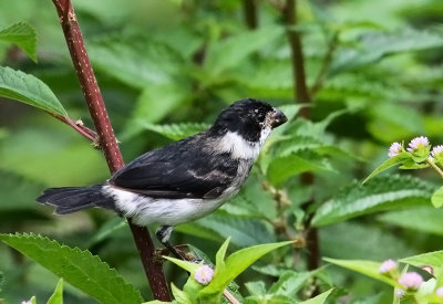 Variable-Seedeater.