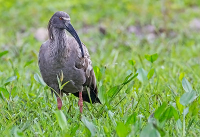Plumbeous ibis