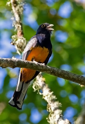 Surucua Trogon