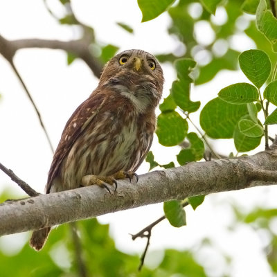 Ferruginous-pygmy Owl