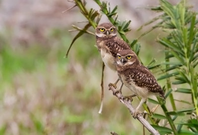 Burrowing Owl (juv)
