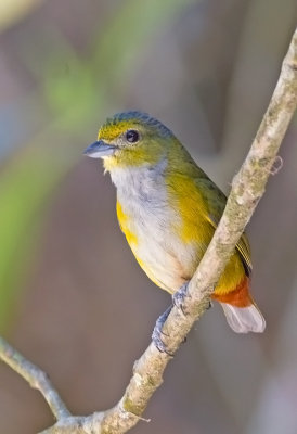 Chestnut-bellied Euphonia (fem)