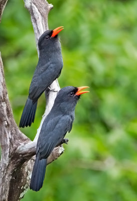 Black fronted Nunbird