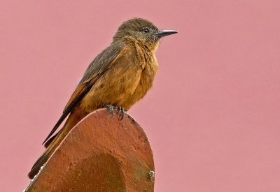 Cliff Flycatcher