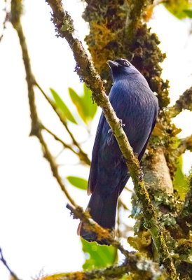 Diademed Tanager