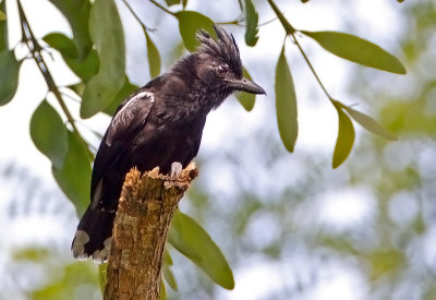 Glossy Antshrike