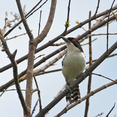 Great Antshrike