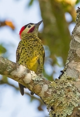 Green-barred Woodpecker