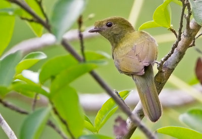 Helmeted Manakin (fem)