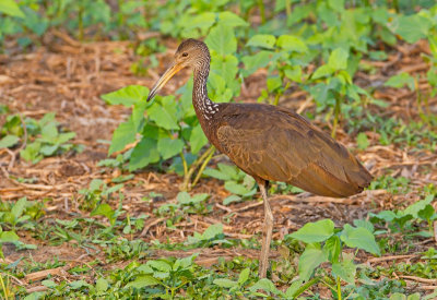 Limpkin