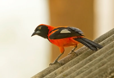 Orange-backed Troupial