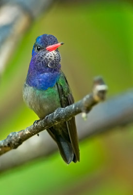 White-chinned Sapphire