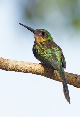  Rufous-tailed Jacamar