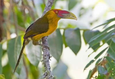 Saffron Toucanet