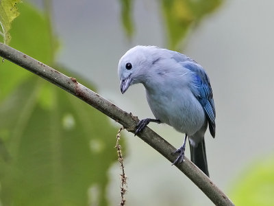 Blue-and Gray Tanager