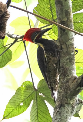 Lineated Woodpecker