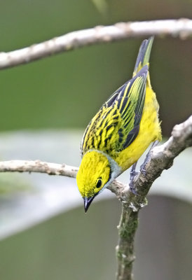  Silver-troated Tanager