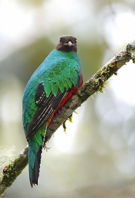 Golden -headed Quetzal