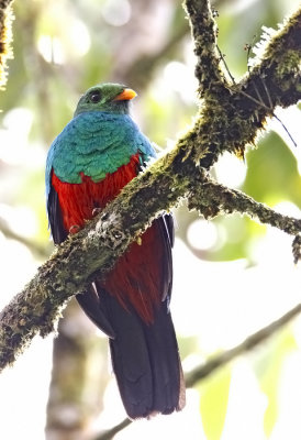 Golden -headed Quetzal