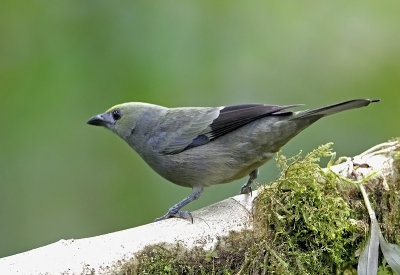 Palm Tanager