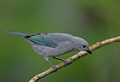 Blue-and Gray Tanager