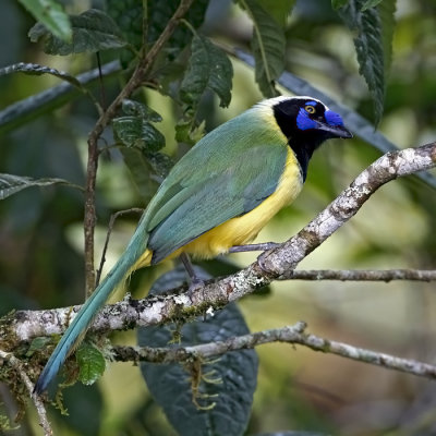 Inca Jay 