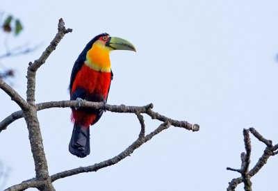 Red-breasted Toucan