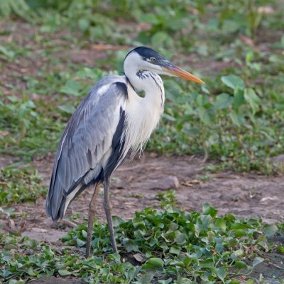 Cocoi Heron