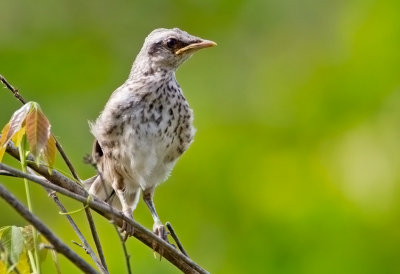  Chalk-browed Mockingbird (juv)