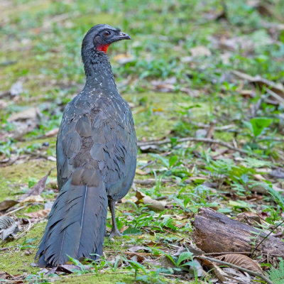 Dusky-legged Guan