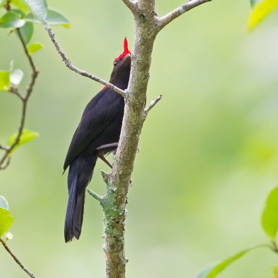 Helmeted Manakin 